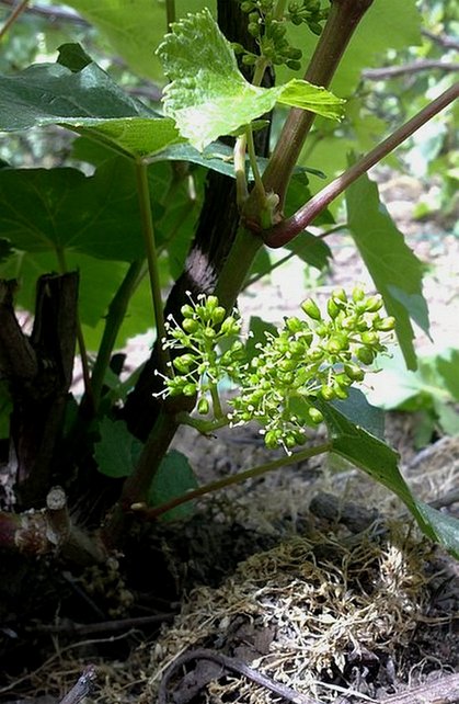 Champagne - Début floraison 2011